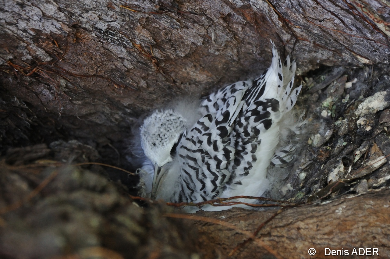 DSC_5510  Phaeton lepturus white tail tropic nest juv_tn.jpg